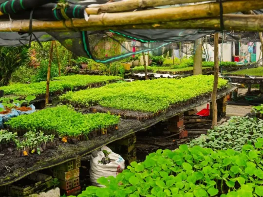 A close-up of young cabbages being carefully nurtured in a nursery bed, a key part of the local agriculture.