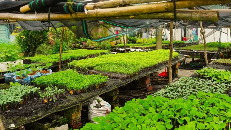 A close-up of young cabbages being carefully nurtured in a nursery bed, a key part of the local agriculture.