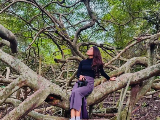 A beautiful tree with intricately intertwined trunks and branches, a mesmerizing natural sculpture.