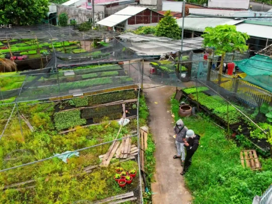 An aerial view of a cabbage village, showing the carefully organized fields and a vibrant green landscape.