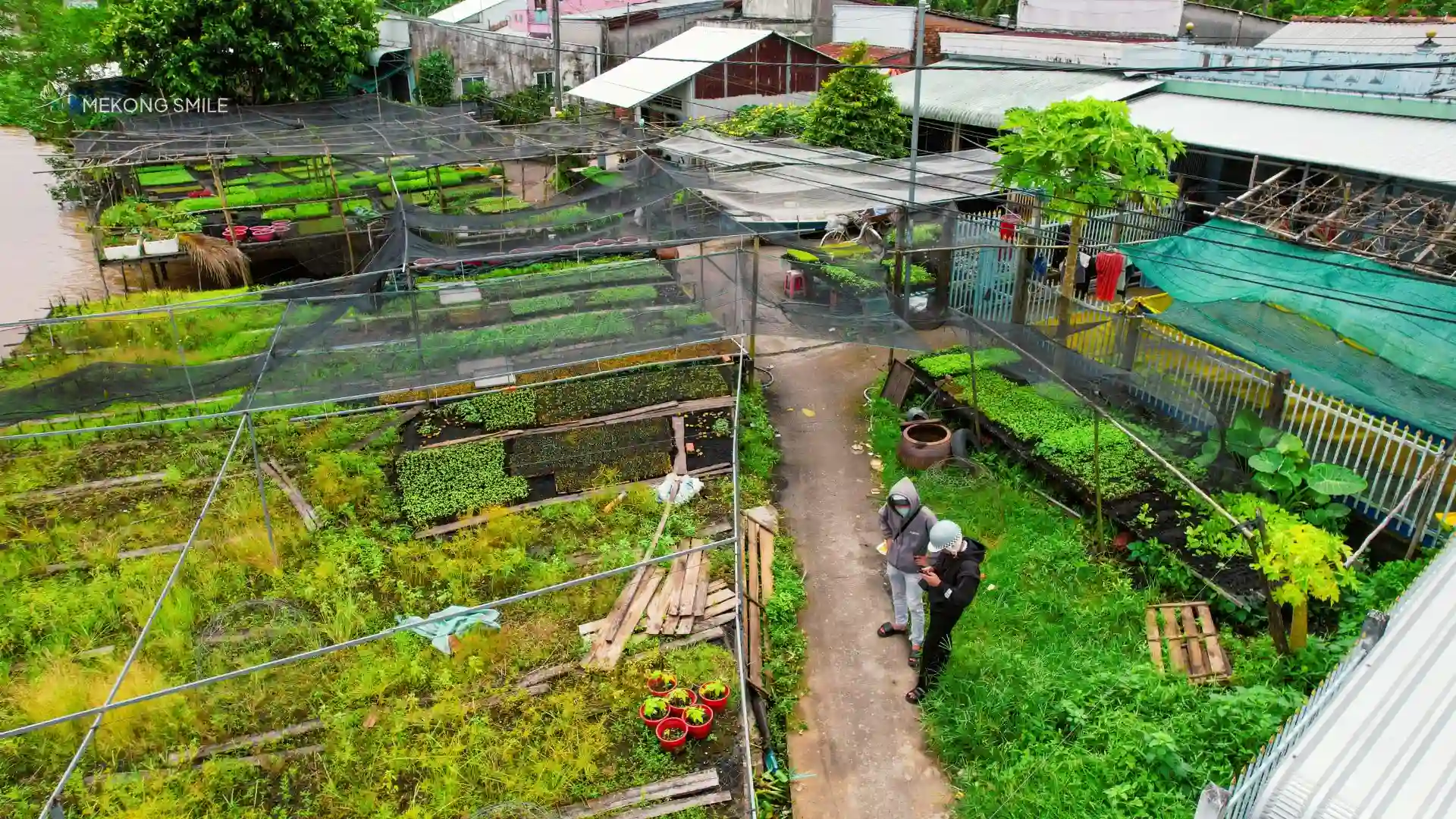 An aerial view of a cabbage village, showing the carefully organized fields and a vibrant green landscape.