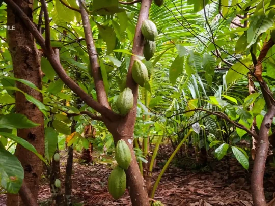A close-up shot of a cacao tree with vibrant pods growing directly from the trunk, Cai Rang floating market tour