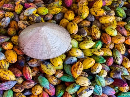 A person demonstrating the process of harvesting ripe cacao pods Cai Rang floating market tour