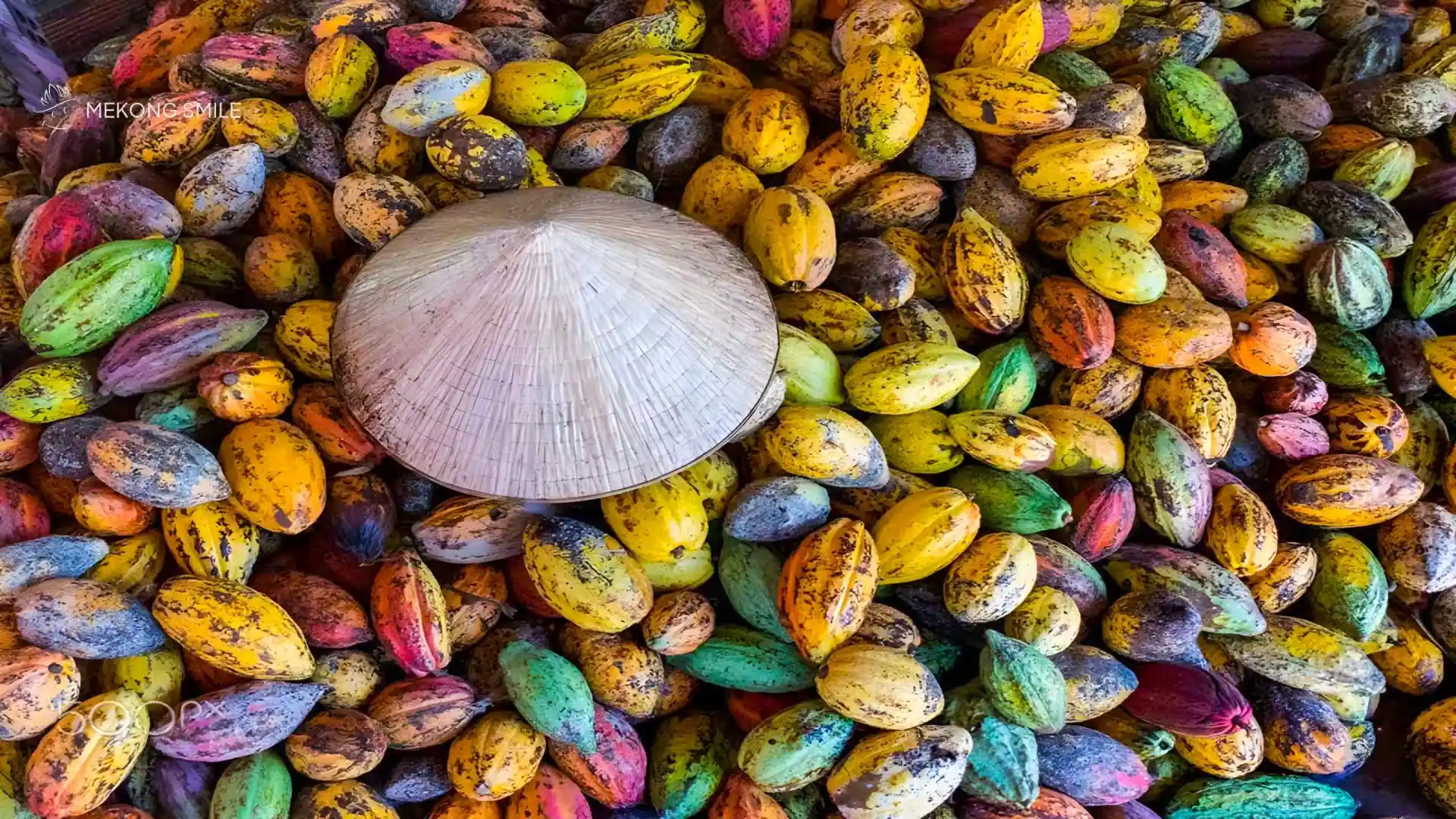 A person demonstrating the process of harvesting ripe cacao pods Cai Rang floating market tour