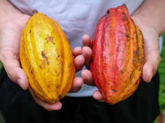 A tourist listening to a guide explain the history and uses of the cacao pod at a local farm in Can Tho.