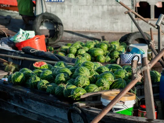 A vendor's boat filled with a vibrant display of fresh watermelons at the Cai Rang Floating Market.