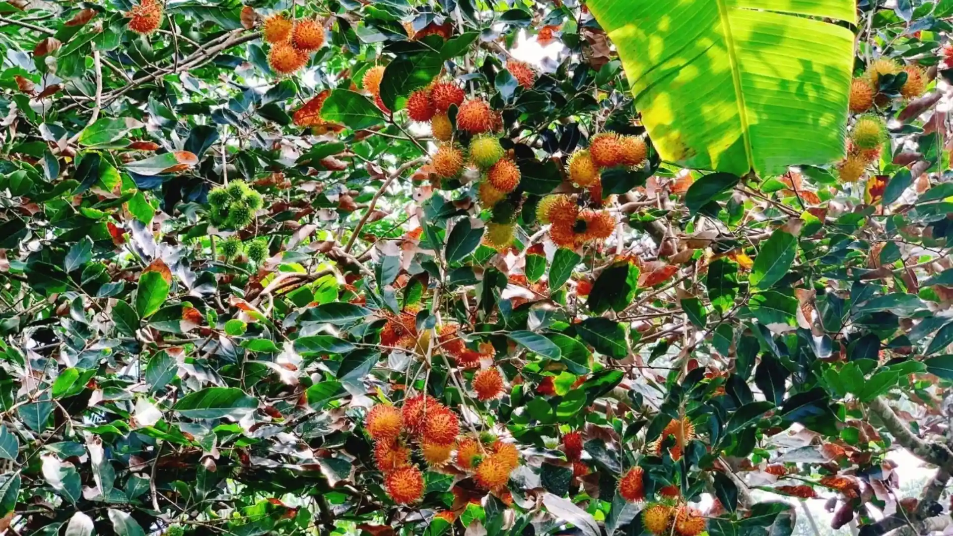 Can Tho Eco Resort Fruit Gardens – blend of nature, leisure, and local farming culture