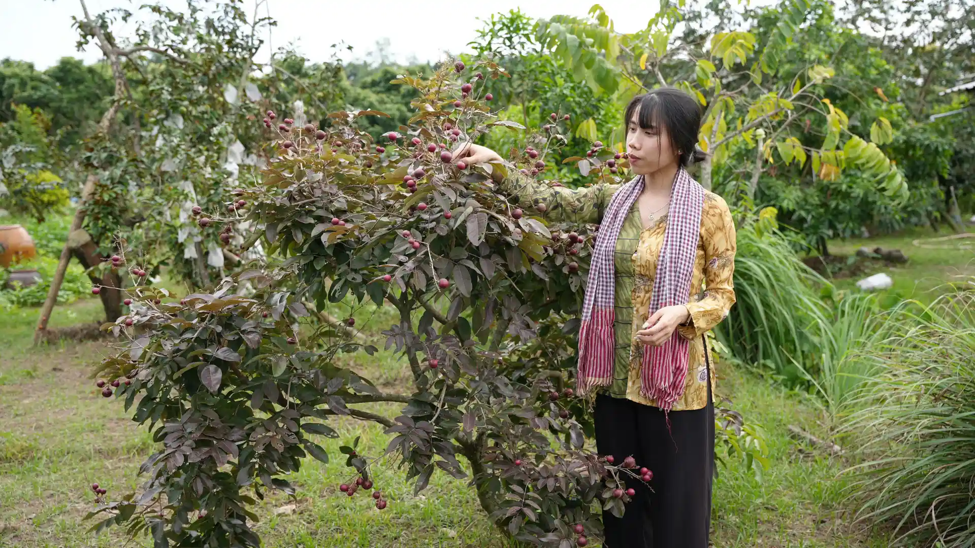 A glance at fruit gardens in Can Tho