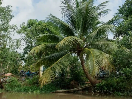 An authentic scene of Vietnamese countryside life, with a small house and garden in Can Tho River Tour