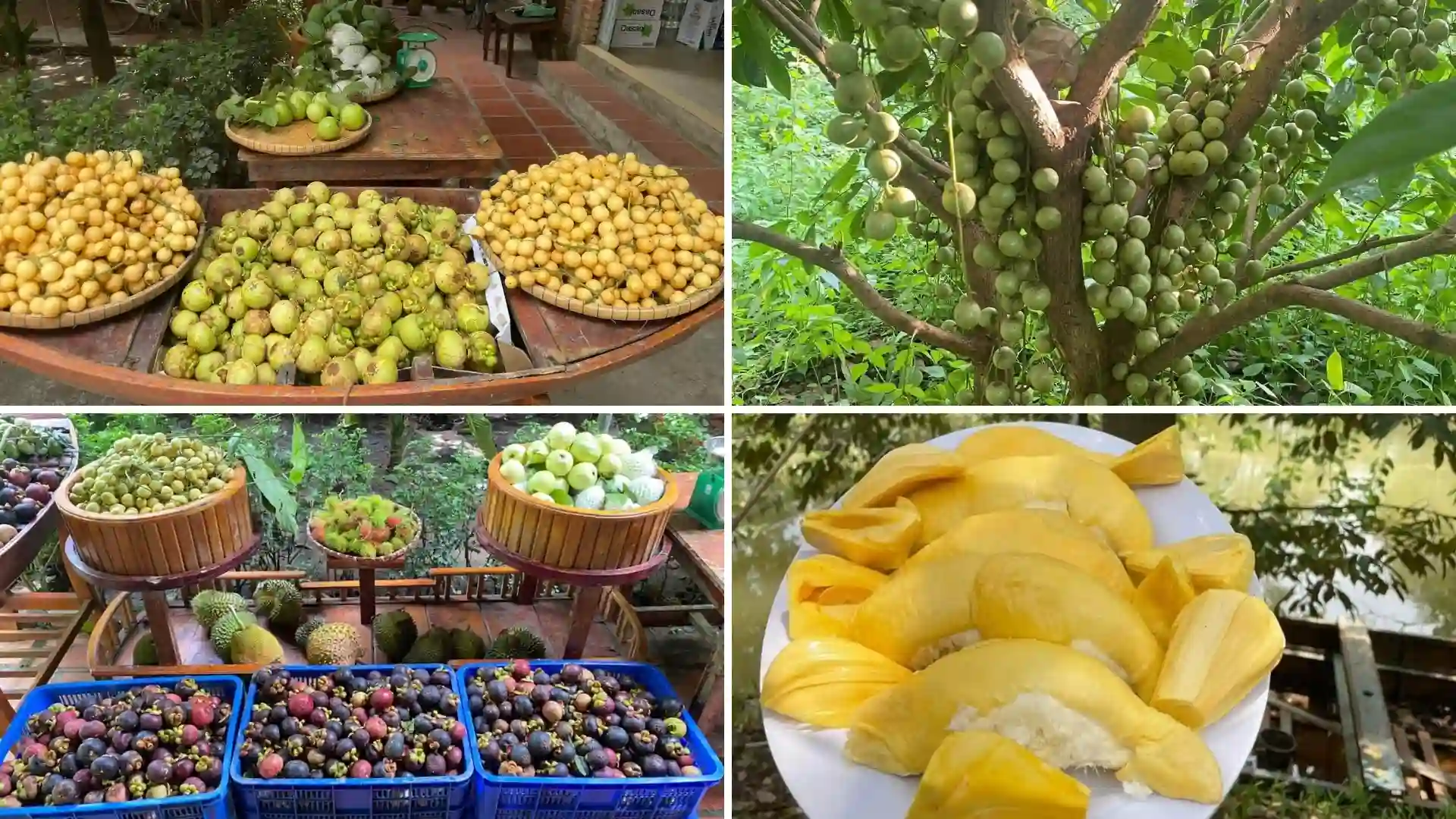 Lung Cot Cau Ecotourism Area: Fruit Orchards, Folk Games & Local Food in Can Tho 9 Tropical fruits including mangosteen, durian, and other seasonal produce from the Mekong Delta