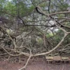 Admire the unique scenery of Gian Gua in Can Tho