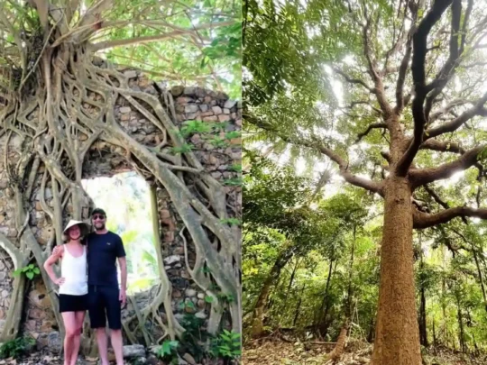 Historic tree and old stone ruins on Cau Island Con Dao