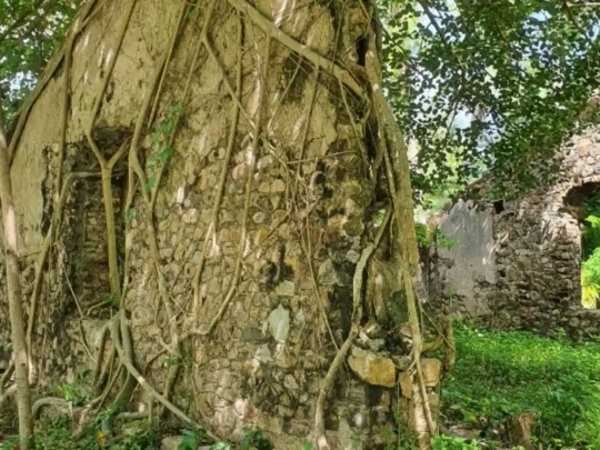 Old stone wall and giant roots on Cau Island Con Dao