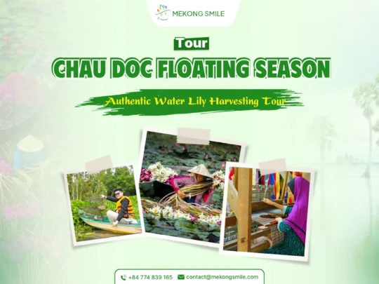 Chau Doc Floating Season – authentic water lily harvesting experience in the Mekong Delta