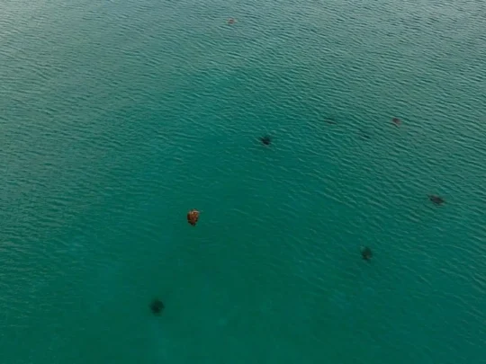 Clear coastal water near Con Dao during the turtle release season