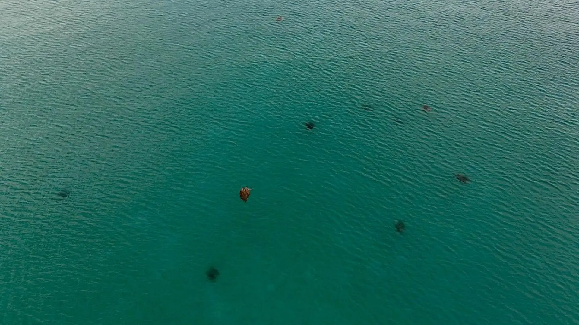 Clear coastal water near Con Dao during the turtle release season