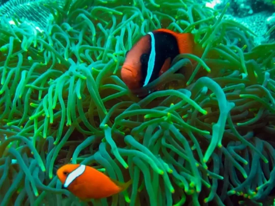 Clownfish living among sea anemones in Con Dao