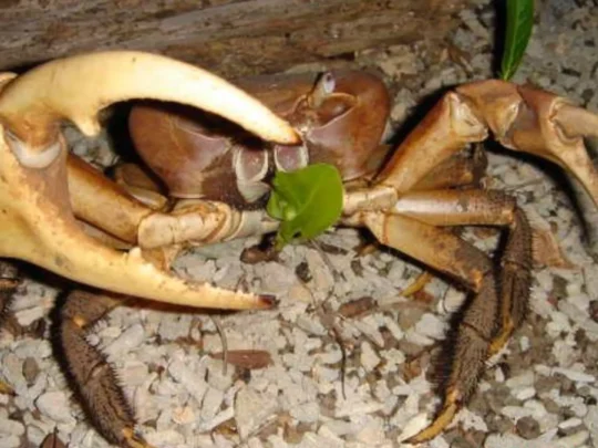 Coconut crab foraging after dark on Bay Canh Island