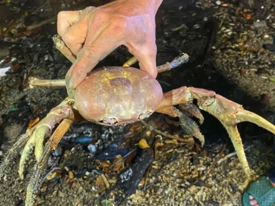 Coconut crab observed at night in the Bay Canh mangrove area