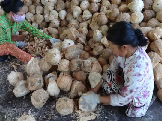Local workers peeling coconuts at a processing workshop in Ben Tre