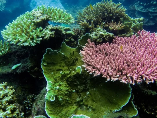 Colorful coral garden underwater in Con Dao marine park