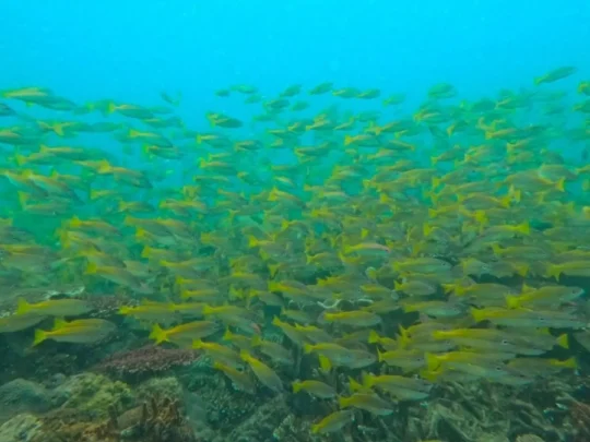School of tropical fish above a coral reef in Con Dao