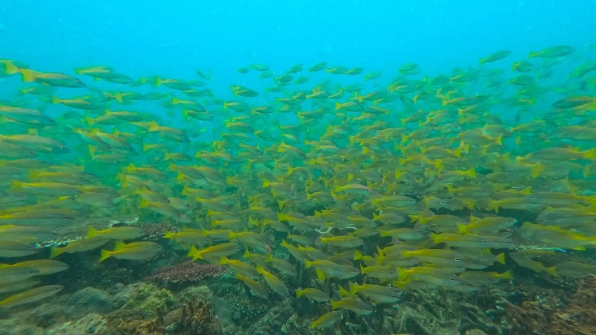 School of tropical fish above a coral reef in Con Dao