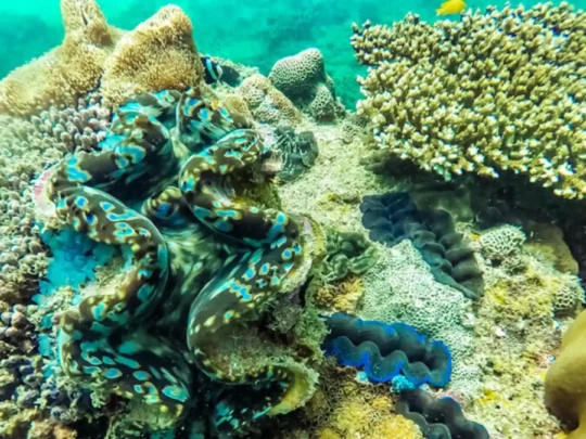 Giant clam resting among coral formations at Bamboo Lagoon in Con Dao