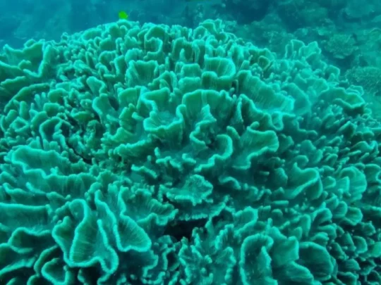 Coral formation under clear water in Con Dao snorkeling site
