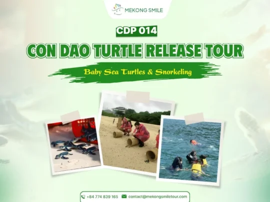 Con Dao turtle release tour cover with baby sea turtles and snorkeling