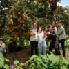 Fresh fruit in the garden-Con Son Islet
