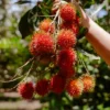 Fresh fruit in the garden-Con Son Islet