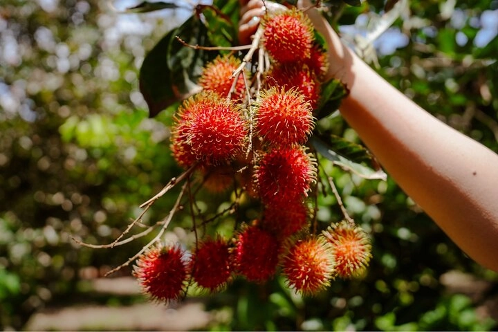 Fresh fruit in the garden-Con Son Islet