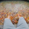 Experience Koi fish massage-Con Son Islet