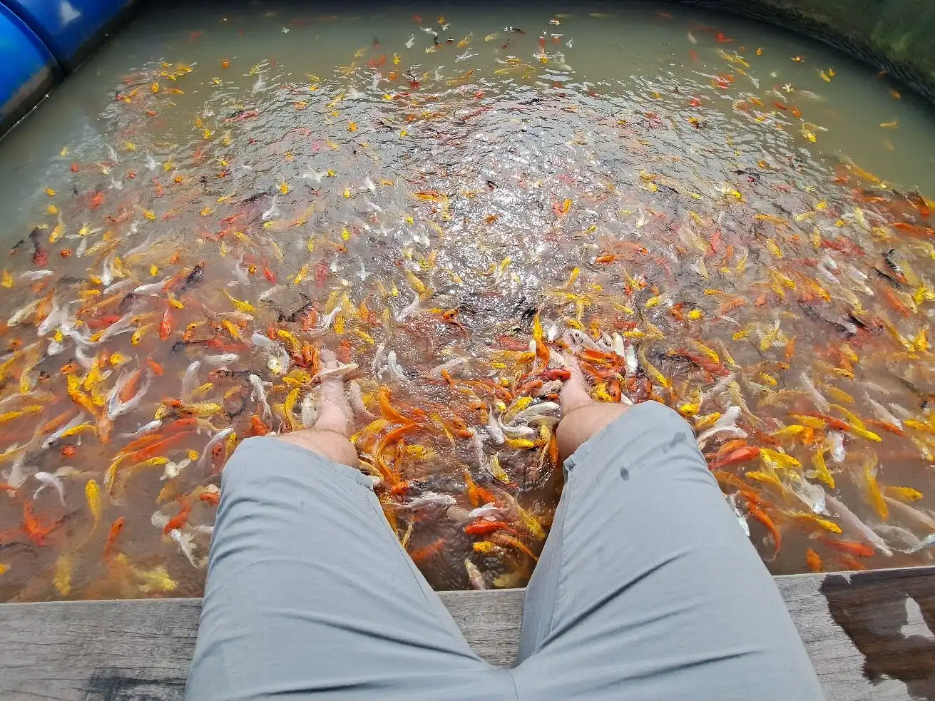 Experience Koi fish massage-Con Son Islet