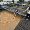 Koi Fish Massage-Con Son Islet