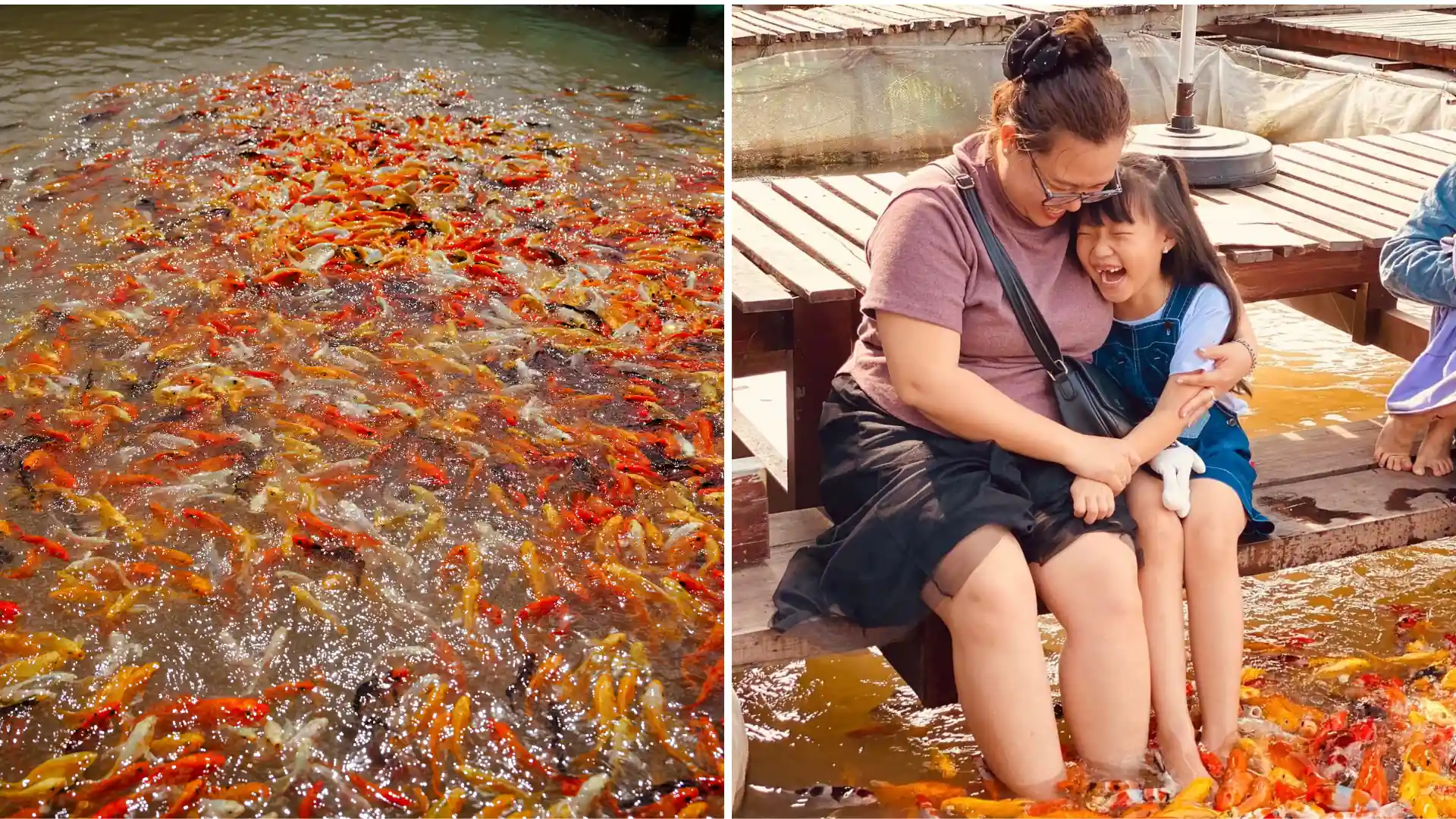 mesmerizing stop – watch vibrant fish schools at Con Son’s floating rafts