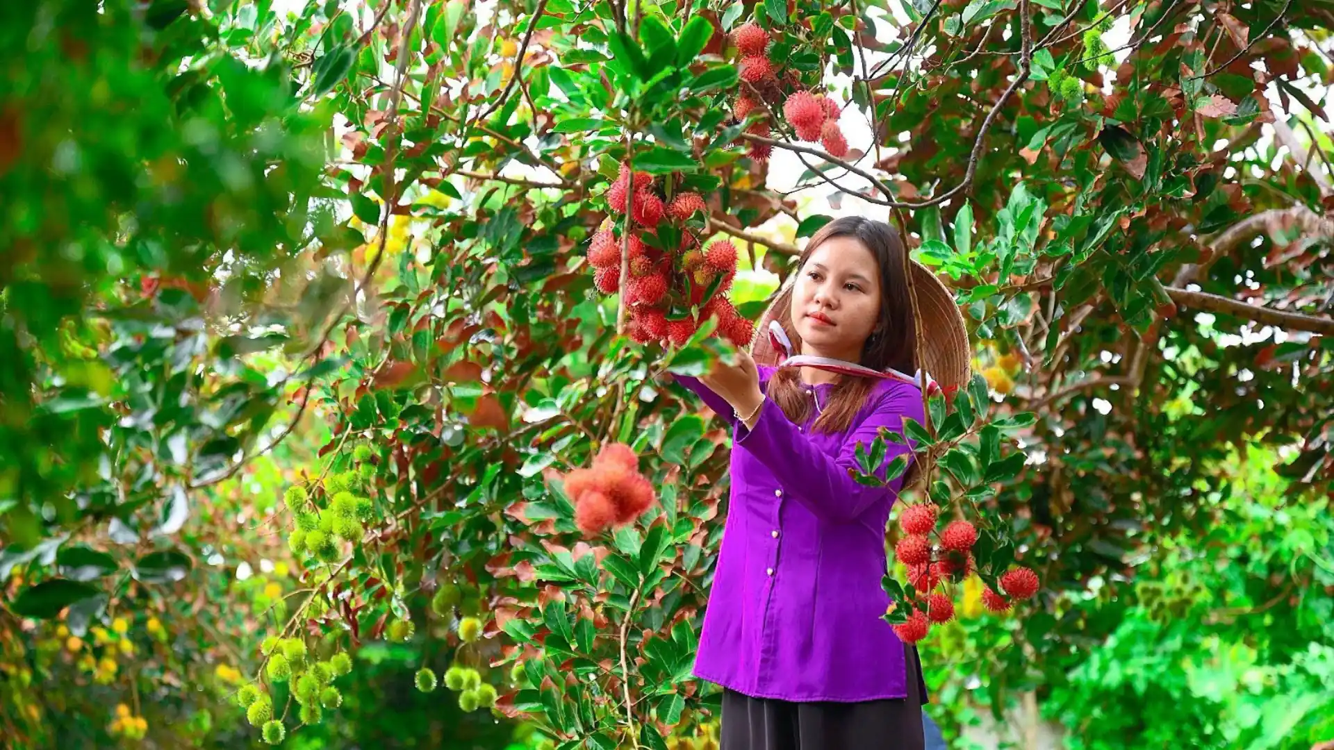 Con Son Island fruit garden – eco-friendly orchard with local family experiences