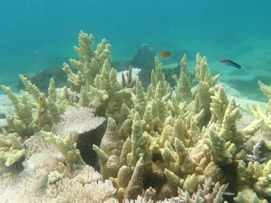 Coral reef at Bamboo Lagoon in Con Dao