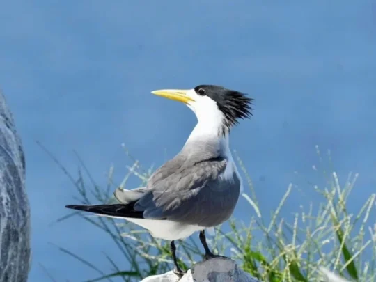 Crested Tern at Trung Island Con Dao