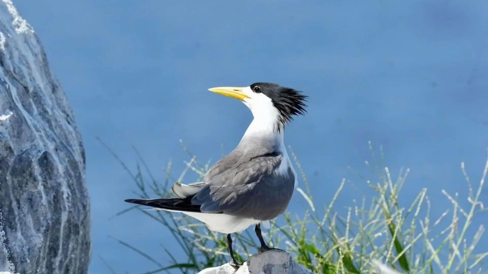 Crested Tern at Trung Island Con Dao