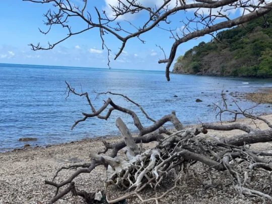 Blue wooden pier leading to Dat Tham Beach Con Dao surrounded by lush tropical forest and calm water