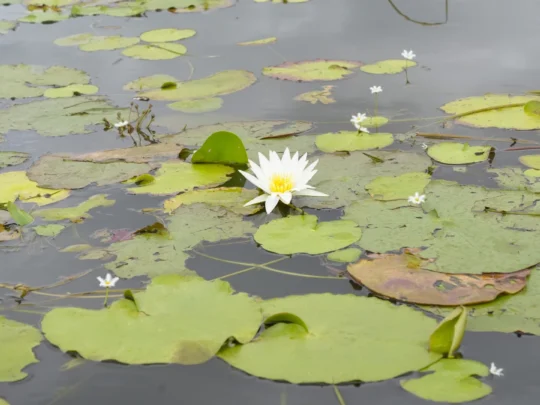 Early morning water lily harvesting in Chau Doc during the floating season