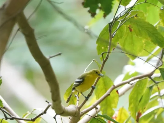Con Dao Hiking Tour: Heritage Tree & National Park