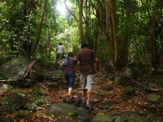 Forest trail during the King Mountain hike Con Dao