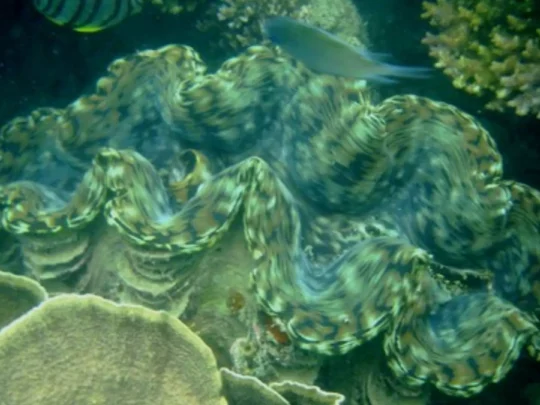 Giant clam habitat in Bamboo Lagoon Con Dao with coral reef snorkeling experience