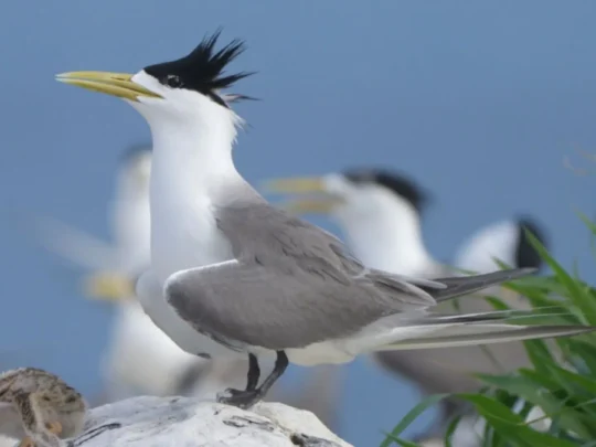 Greater crested tern standing near its nesting area in Con Dao