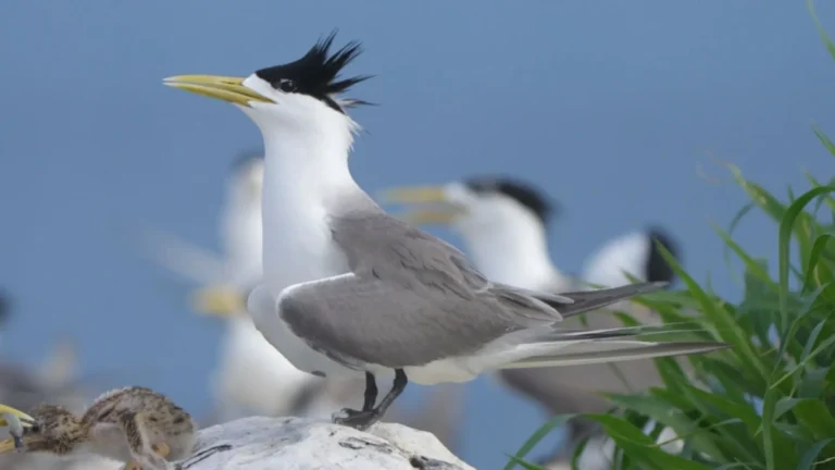 Greater crested tern standing near its nesting area in Con Dao