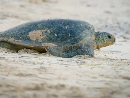Green sea turtle resting on the beach in Con Dao National Park
