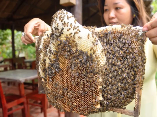 Local honey farming experience in Ben Tre village
